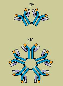 With agglutination, the antibodies together several antigens. In both cases, then digest the invaders. VI. Types of Immunity immunity relies on a person s immune system.