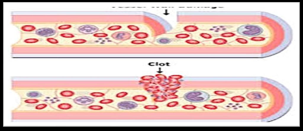 platelets They are very small cellular components of blood that help the clotting process by sticking to the lining of blood