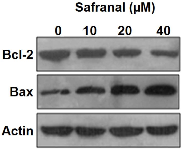 Safranal induces apoptosis in Colo-205 cells Next we investigated by DAPI staining whether safranal also triggers apoptosis in colo-205 colon cancer cells.