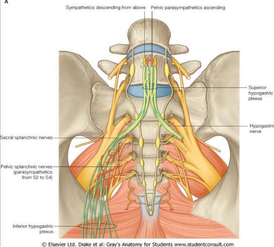 Autonomic supply: - Sympathetic supply: It comes from the sacral sympathetic plexus, which has ganglia on either sides of the sacrum and unites at the end of it in front of the coccyx to form