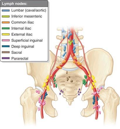 Superior to the pelvic pain line : structures in contact with the peritoneum, except for the distal sigmoid colon and rectum Inferior to the pelvic pain line: structures that do not contact the