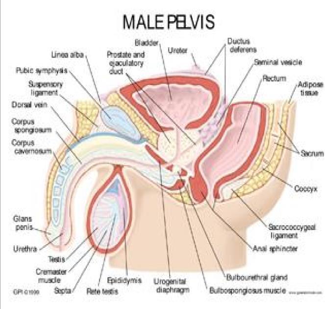 This lecture will discuss five topics as follows: 1- Arrangement of pelvic viscera. 2- Muscles of Pelvis. 3- Blood Supply of pelvis. 4- Nerve Supply of the Pelvis. 5- Lymph Drainage of the Pelvis.