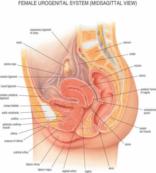 Immediately after the symphysis pubis are the urinary bladder and the urethra. Around the emergence of each of the urethra we find a gland called the prostate gland.