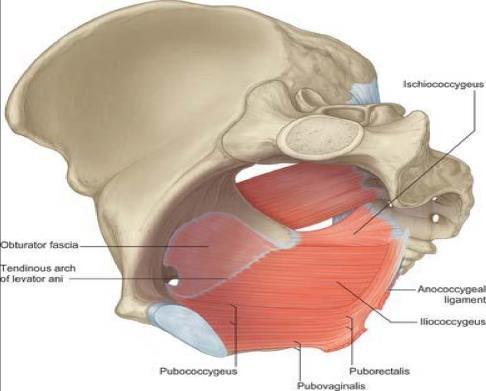 Pubococcygeus is located anteriorly and takes origin from the body of the pubis and first anterior half of the white line, it is also further divided into three parts.