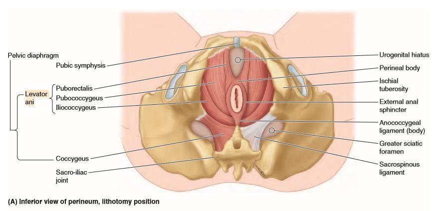 The third part also inserts on the anococcygeal body and on coccyx and is called pubococcygeus proper.