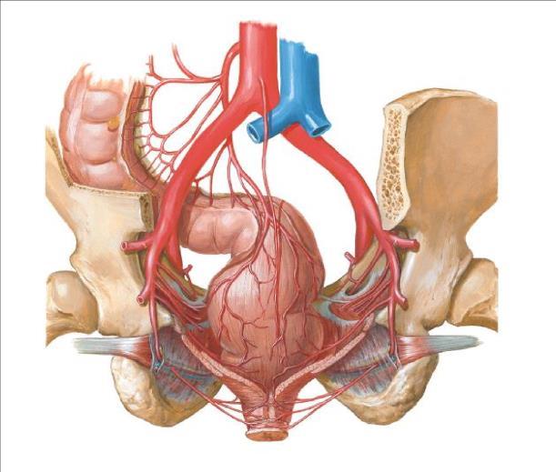 the uterus could emerge through the vagina, the rectum through the anal canal and in severe cases the urinary bladder can also slip out of place. Prolapse can occur during labour.