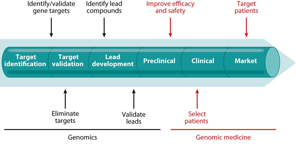 How Genomic Medicine Is Used in the Pipeline to Develop