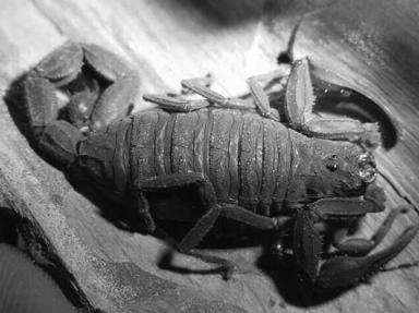 The sting of this South-American scorpion can cause pancreatitis.