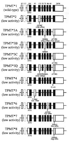 TPMT genetics TPMT gene located on chromosome 6p22.