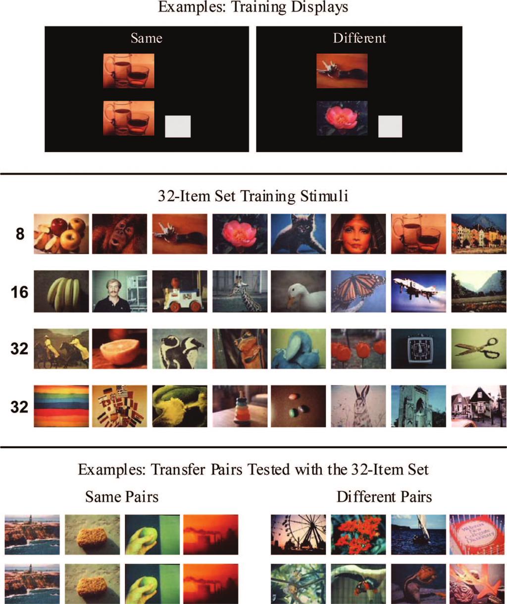 INITIAL-TRAINING CARRYOVER EFFECT 81 Figure 1. Top: Examples of same and different trial displays. Middle: The 32 pictures of the 32-item training set.