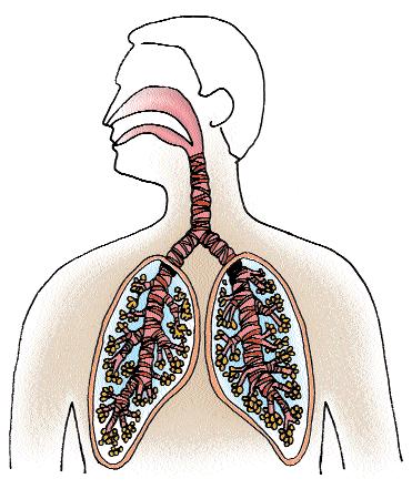 Lungs and airways: When you breathe, air goes into your mouth and nose, down your