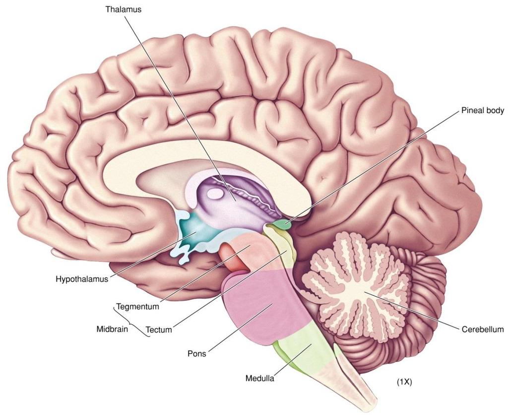 The Brain Stem 1 The brain stem consists of four divisions: diencephalon (either side of third ventricle) -- thalamus -- hypothalamus midbrain (cerebral aqueduct)