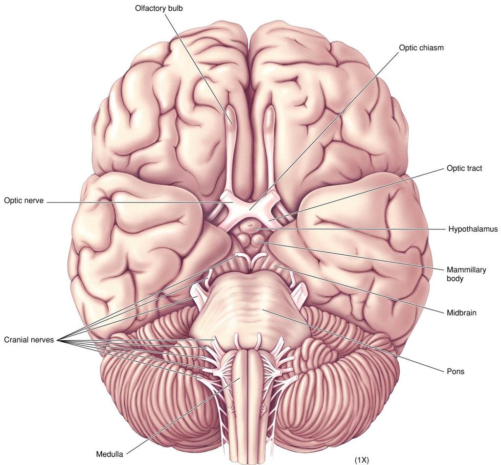The Brain Stem 2 The underside of the brain shows the ventral aspects of the brain stem including the hypothalamus (diencephalon), tegmentum (midbrain), pons and medulla (hindbrain).