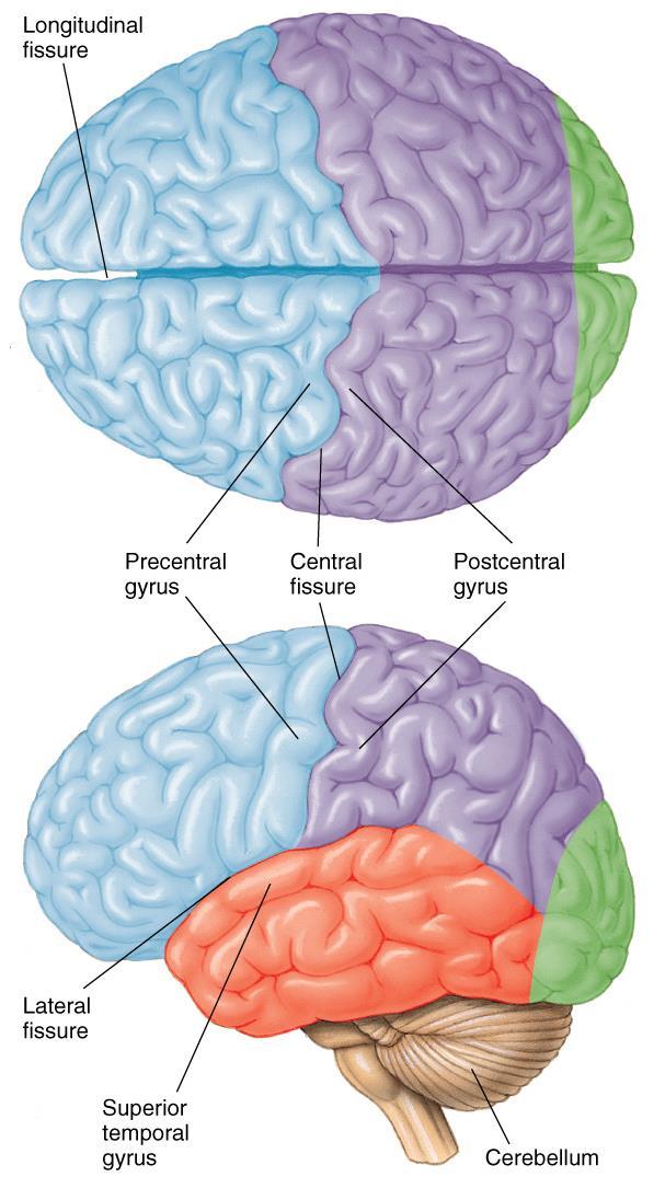 The Cerebrum 1 The cerebrum is noteworthy for its convoluted surface (to allow more cortical surface area to exist in the confines of a smaller cranium): fissures: large grooves sulci: small grooves