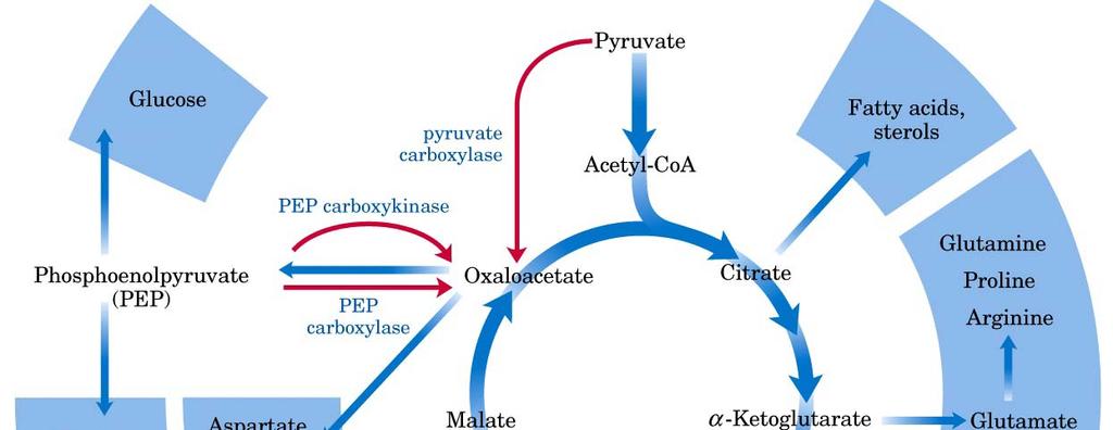 KREBS CYCLE * Krebs cycle intermediates
