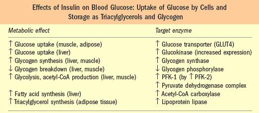 FED STATE Glucose insulin