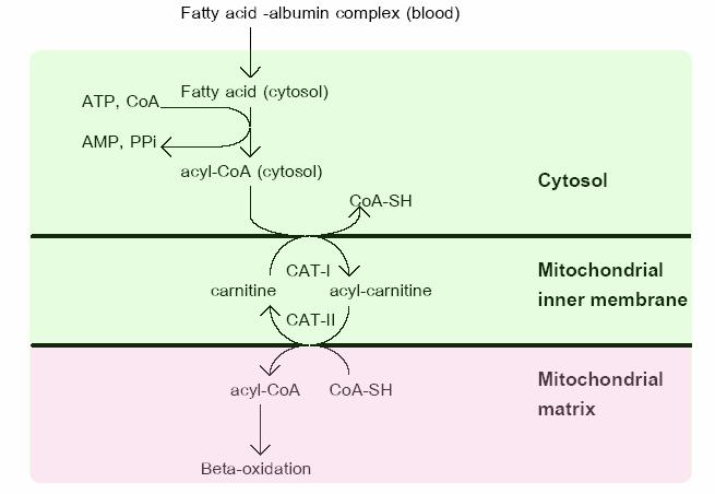 INTEGRATION OF METABOLISM PROBLEM CASE Defect in beta oxidation ->