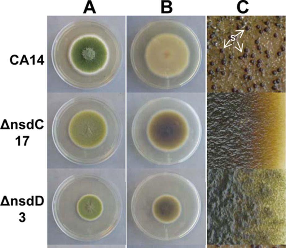 Silencing regulatory genes Colony growth, pigmentation, and sclerotium production and reduced conidiation in A.