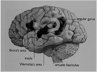 In 1861 Broca presented a case study of a man with normal cognitive functions in all respects except that he no longer