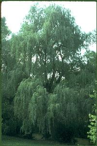 Aspirin from willow bark Written records of willow bark use in ancient Greek and Arabic medical documents Traditional medication for pain and