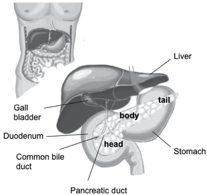 What is the pancreas? The pancreas is a gland that lies at the back of the upper abdomen, behind the stomach.