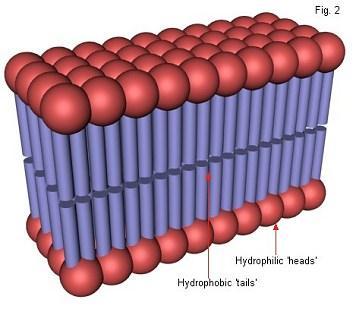 Phospholipids Phospholipids are the main component of cell membranes.