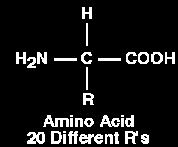 Amino Acids are the subunits of proteins. Each amino acid contains an amino group (which is basic) and an acid group.