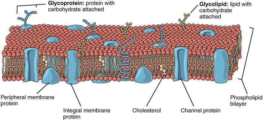 OpenStax-CNX module: m46021 4 2 Membrane Proteins The lipid bilayer forms the basis of the cell membrane, but it is peppered throughout with various proteins.