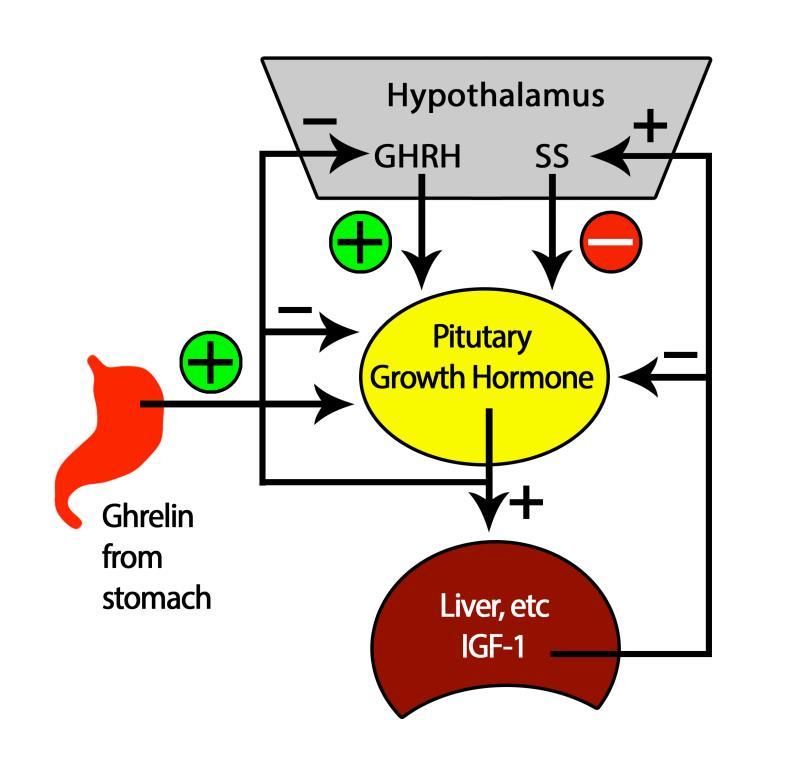 Growth Hormone Releasing Hormone GHRH is a 44 amino acid peptide hormone The first part
