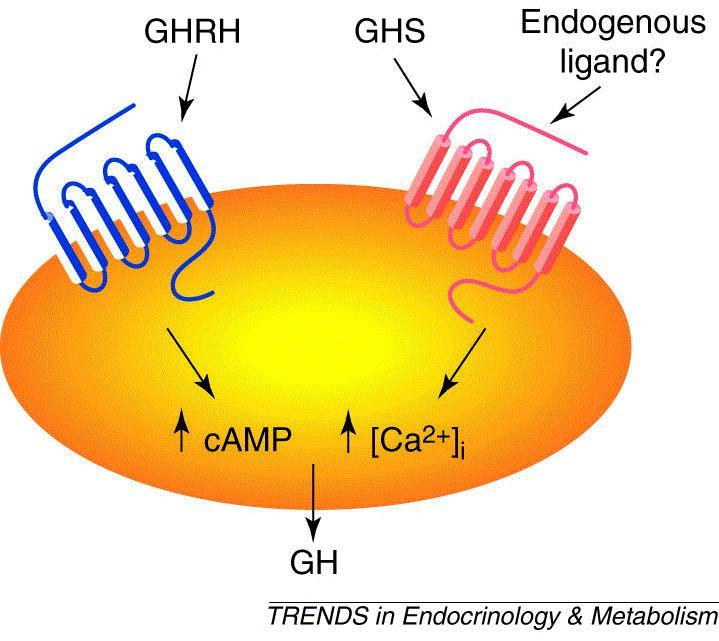 GHRH receptor agonist CJC -1295* GHRH