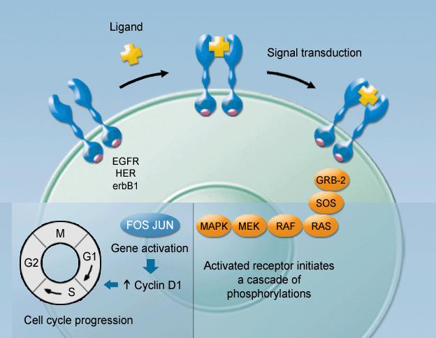 EGFR signaling The EGFR is activated by growth factors (e.g. epidermal growth factor (EGF) and transforming growth factor- (TGF- )).