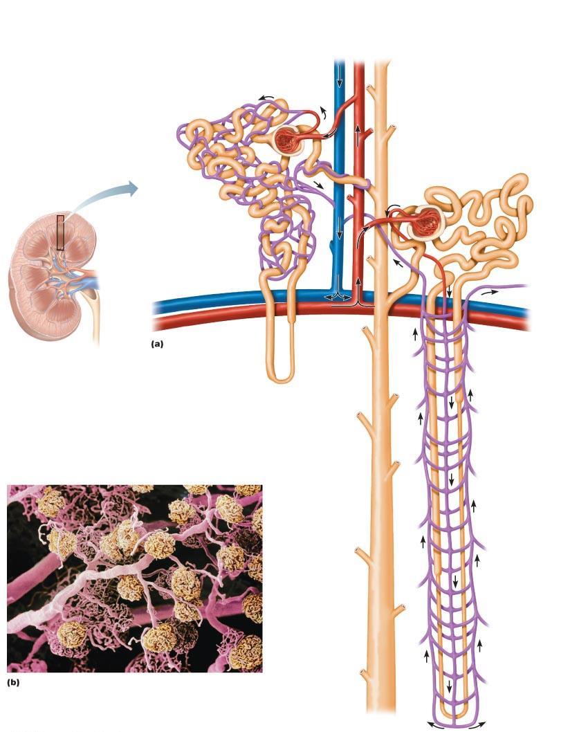 Figure 25.7 Blood vessels of cortical and juxtamedullary nephrons.