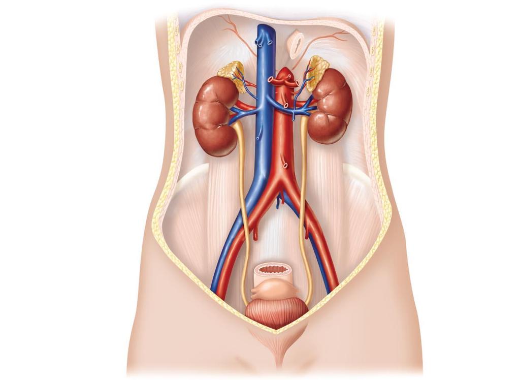 Figure 25.1 The urinary system.