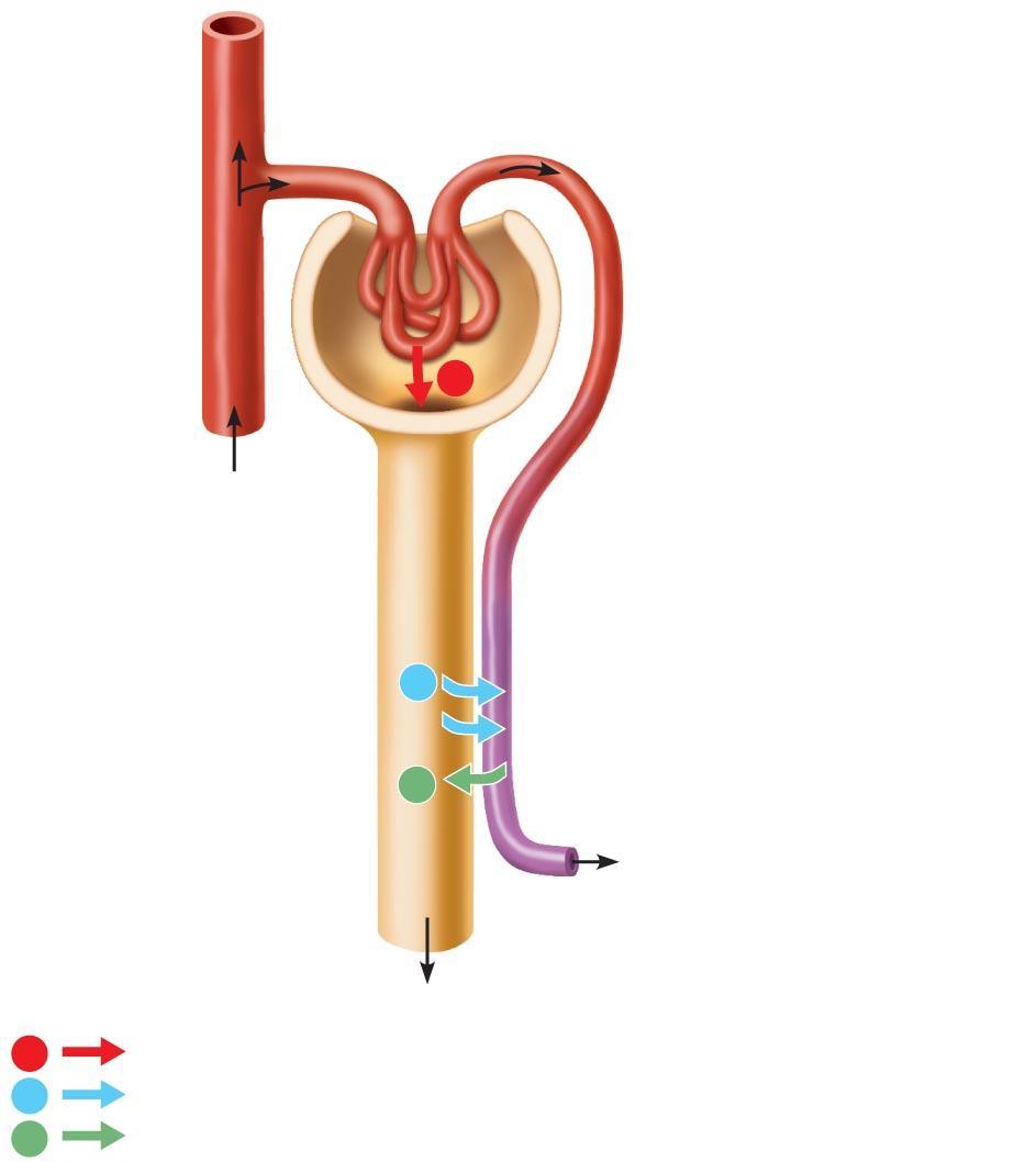 Figure 25.9 A schematic, uncoiled nephron showing the three major renal processes that adjust plasma composition.