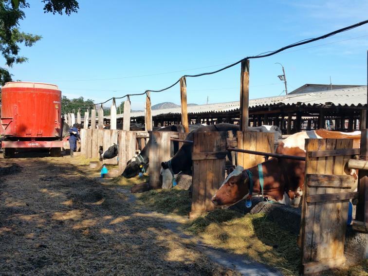 Materials and methods 15 Holstein cows 189±28 days in milk Three groups (n=5) Basal Diet