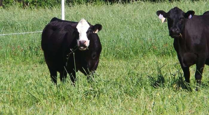 Determining Nutrient Demands of Cattle Factors