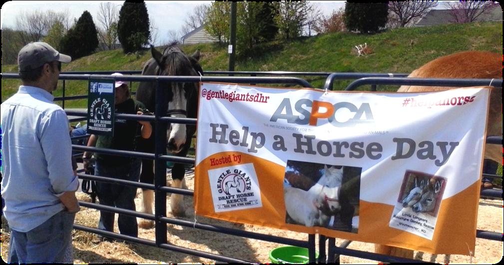 Today s Two Topics Celebrating Help a Horse Day April 22-26 2016 ASPCA.