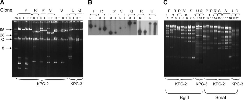 VOL. 54, 2010 MOLECULAR EPIDEMIOLOGY OF KPC-PRODUCING K. PNEUMONIAE 3005 FIG. 2. (A) Plasmid analysis of 10 bla KPC-2 - and bla KPC-3 -carrying carbapenem-resistant K.