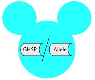 Methods: Animal Models 3 Types of Mice GHSR-null