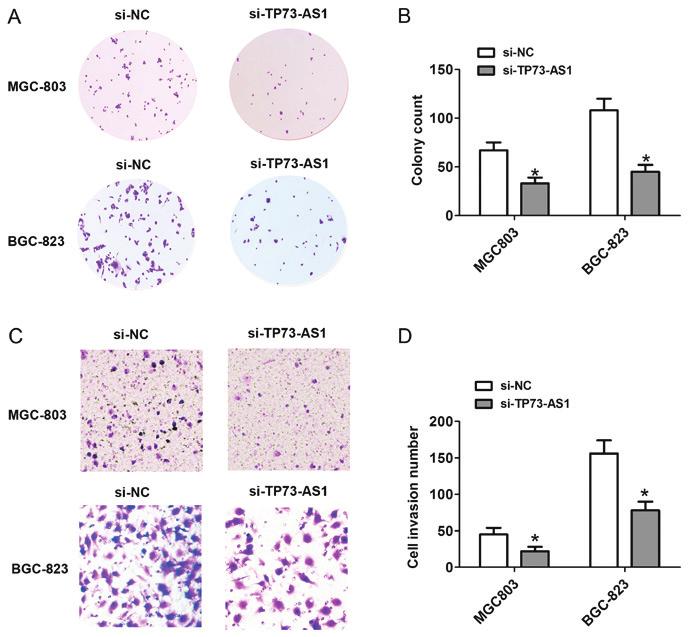 3252 Figure 3. Downregulation of the expression of TP73 AS1 inhibits cell colony formation and cell invasion in gastric cancer.