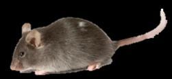 TRANSGENERATIONAL EPIGENETIC INHERITANCE http://jaxmice.jax.org/strain/000049.html RNA-mediated non-mendelian inheritance of an epigenetic change in the mouse.