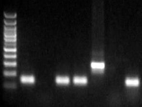 2002 360:773-777 Analysis of gene