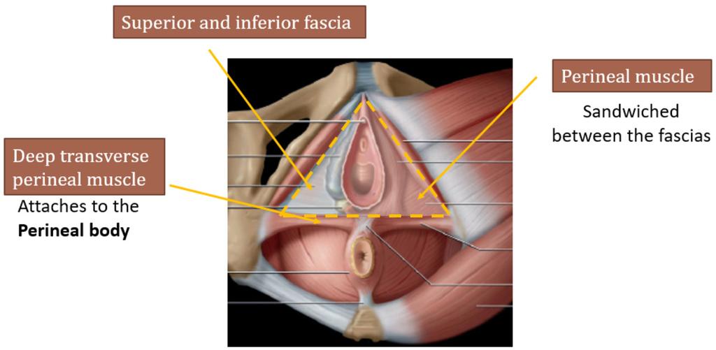 pelvic diaphragm, which is triangular in shape. Fig. 9: Adapted from Shaaban AM, et al.