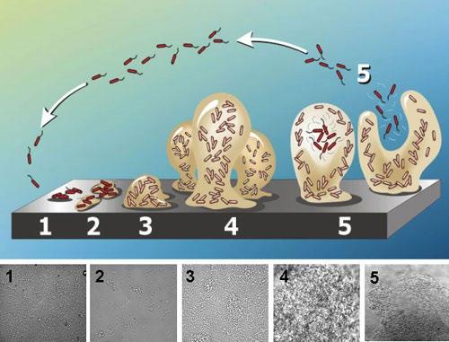 Five stages of biofilm formation How quickly do biofilms form? 1. Initial attachment 2. Irreversible attachment 3. Maturation, 1 4. Maturation, 2 5.