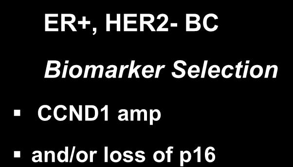 Phase 2 Study Design (Part II, ongoing) ER+, HER2- BC Biomarker Selection CCND1 amp and/or loss of p16 R A N D O M I Z A T I O N 1:1 Arm A