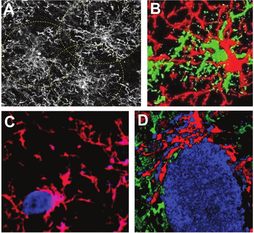 4 ng2-glia (polydendrocytes) Figure 2: NG2-glial cell domains. Confocal microscopic images of sections of the adult mouse brain.