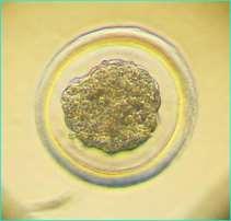 Oocyte quality: Conception 90% Early embryo mortality 40% Late embryo
