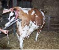 Calving Calving conditions dramatically affect: 1) Milk production 2) Future reproductive performance Optimal calving