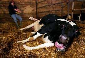 Is the dairy cow adapted to the