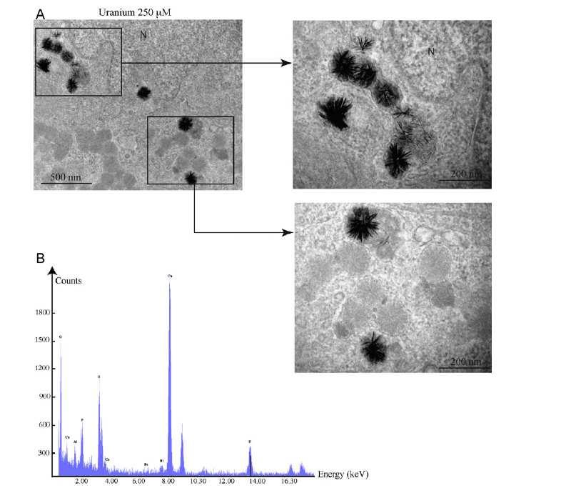 Genotoxicity of uranium on ZF4 cells Increasing of U precipitates with the decrease of DSBs QuickTime et un décompresseur sont requis pour visionner cette image.